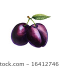 Realistic watercolor illustration plum isolated 16412746