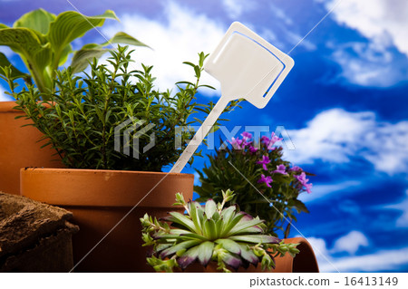 Garden plant, vivid bright springtime concept 16413149