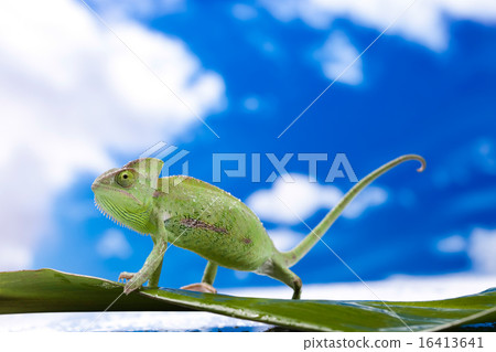 Chameleon on the blue sky, bright vivid exotic  16413641