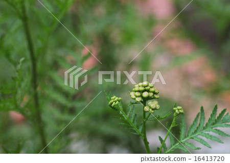 Bud of flower of Tangy Bud of flower of Tangy 16413720