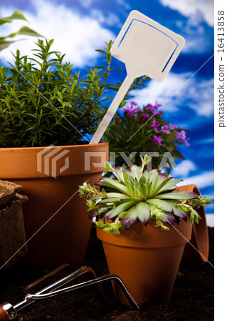 Gardening concept, vivid bright springtime theme Gardening concept, vivid bright springtime theme 16413858