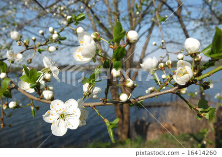 White cherry blossoms in Lithuania Lithuanian Cherry Blossoms White cherry blossoms in Lithuania Lithuanian Cherry Blossoms 16414260