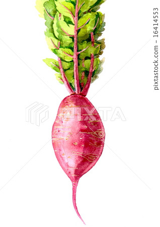 紅蘿蔔 紅蘿蔔 16414553