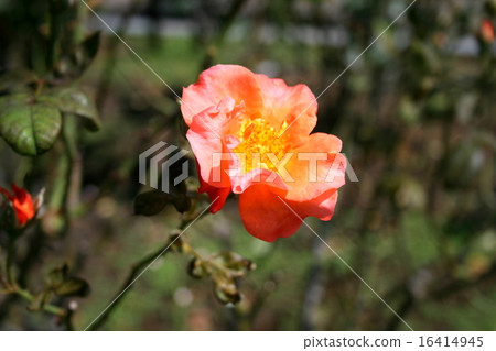 參觀Yokosuka Velney公園的玫瑰園 參觀Yokosuka Velney公園的玫瑰園 16414945