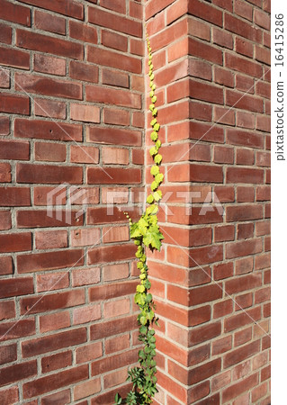 帶磚的草 16415286