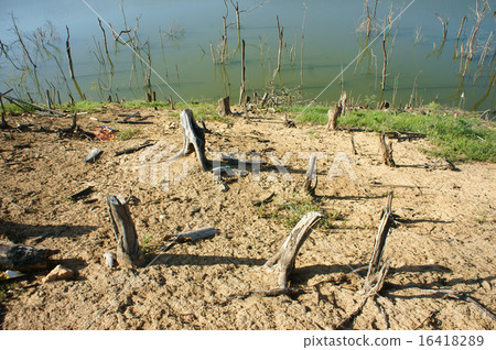 Deforestation, stump, change climate, environment 16418289