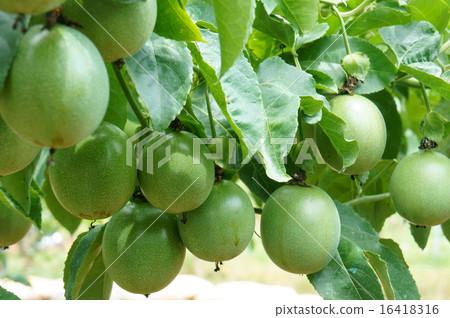 passion fruit, vitamin C, food, passionfruit 16418316