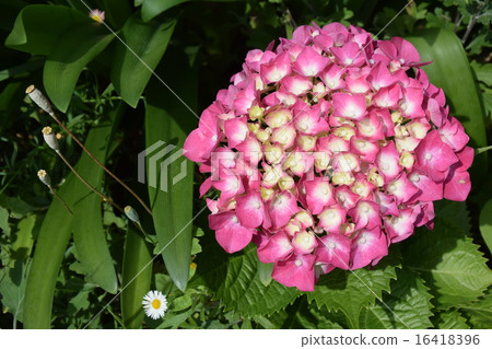hydrangea   16418396