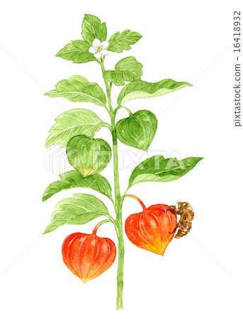 Hozuki和蟬的挖掘殼 16418932