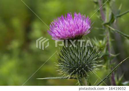 薊花 16419032