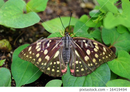 Oomurasaki Female 16419494