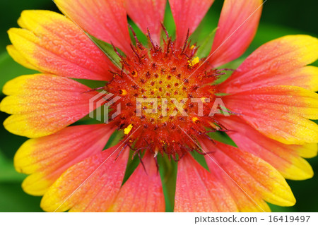 Gailarudia Gailarudia 16419497