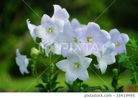 中國桔梗 16419498