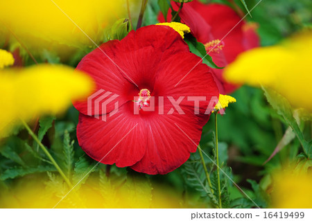偉大的芙蓉 16419499