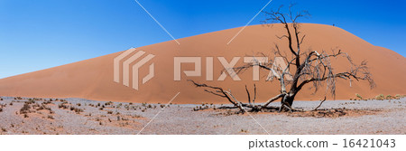 wide panorama Dune 45 in sossusvlei Namibia 16421043