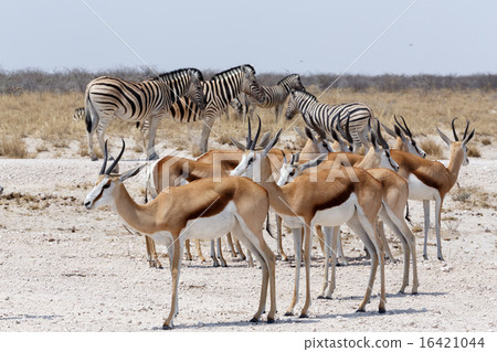 herd of springbok and zebra in Etosha herd of springbok and zebra in Etosha 16421044