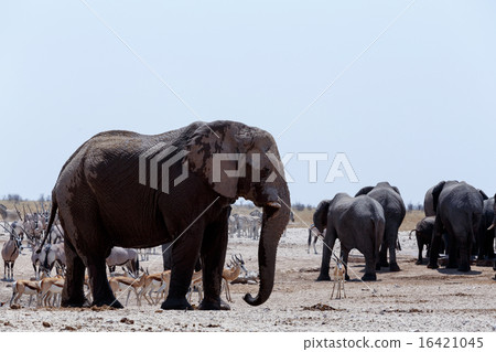 crowded waterhole crowded waterhole 16421045