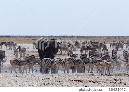 crowded waterhole with Elephants, zebras 16421052