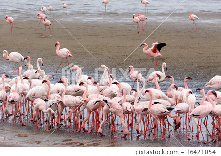 Rosy Flamingo colony in Walvis Bay Namibia 16421054