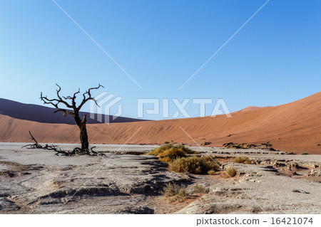 beautiful landscape of Hidden Vlei in Namib desert beautiful landscape of Hidden Vlei in Namib desert 16421074