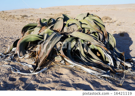 Welwitschia mirabilis, Amazing desert plant 16421119