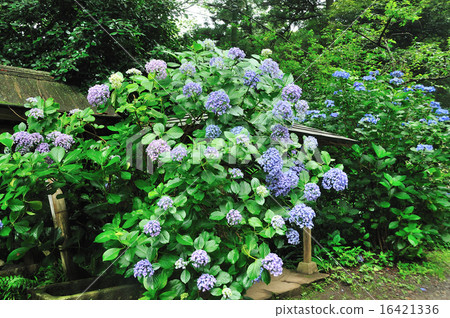 旋渦繡球花和額頭繡球花（箱根繡球寺） 16421336