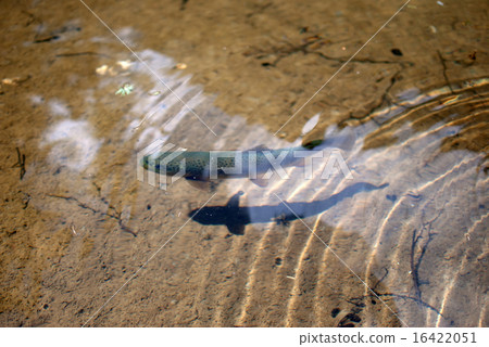 Kamikochi Misakisakei Kamikochi Misakisakei 16422051