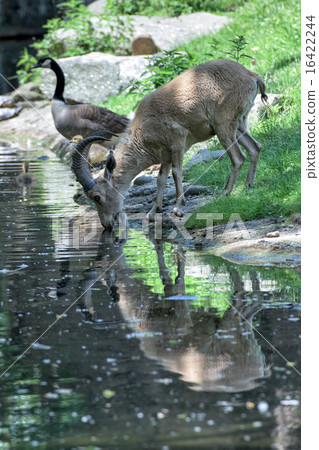 Deer ibex long horn sheep Steinbock while drinking 16422244