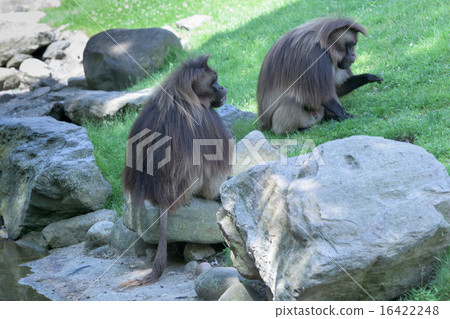 gelada baboon monkey ape portrait 16422248