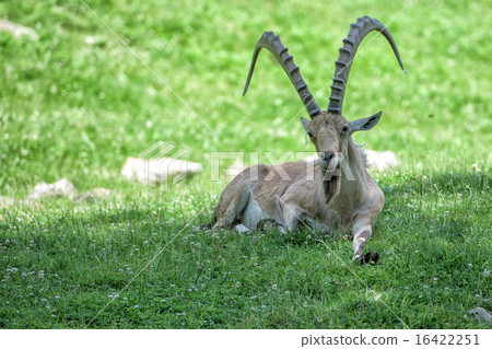 Deer ibex long horn sheep Steinbock 16422251
