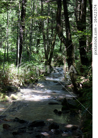 Clear current flowing through the Kamikochi forest Clear current flowing through the Kamikochi forest 16422374