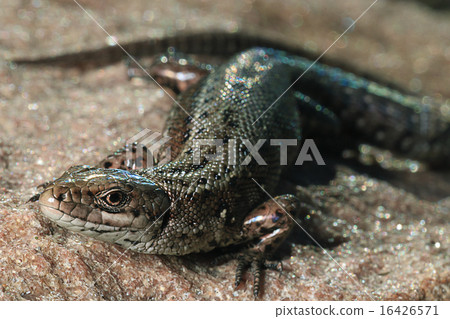brown lizard on a rock close brown lizard on a rock close 16426571