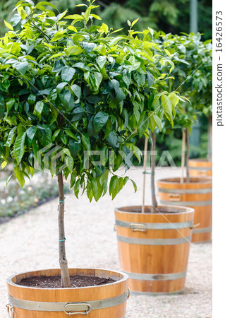 tree in the pot tree in the pot 16426573