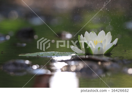 lily flower lily lake cleanliness lily flower lily lake cleanliness 16426682