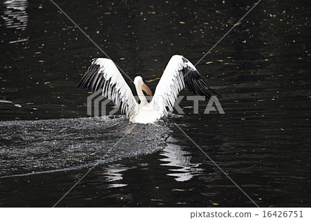 white pelican pond zoo 16426751