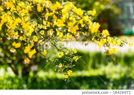 summer garden summer garden 16426971