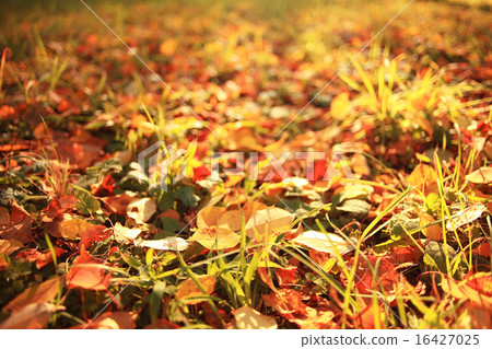 orange yellow leaves on a branch concept autumn 16427025