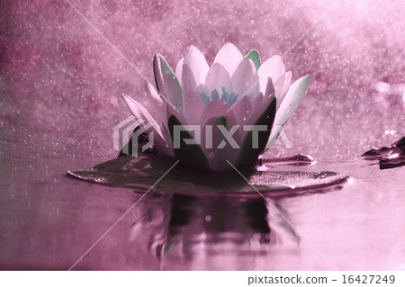 lily flower lily lake cleanliness lily flower lily lake cleanliness 16427249