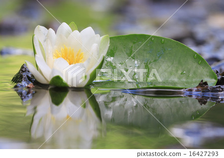 lily flower lily lake cleanliness 16427293