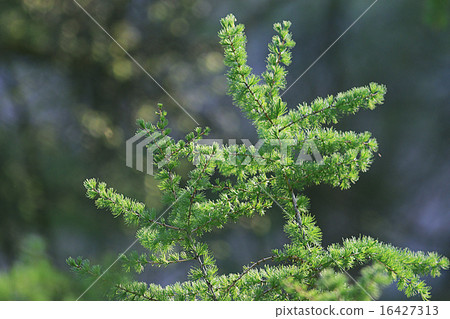 background green branches larch background green branches larch 16427313