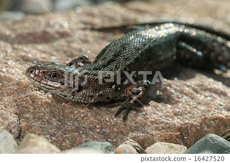 brown lizard on a rock close brown lizard on a rock close 16427520