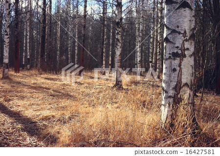 Spring birch forest 16427581