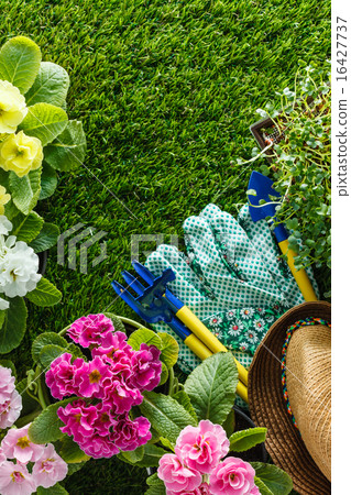 spring flowers 16427737
