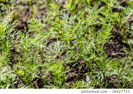 dill in the garden 16427753