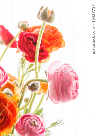 Colorful persian buttercup flowers (ranunculus) Colorful persian buttercup flowers (ranunculus) 16427757