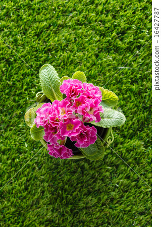 spring flowers spring flowers 16427787