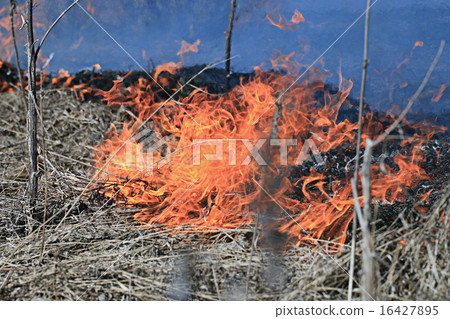 fire burning dry grass fire burning dry grass 16427895