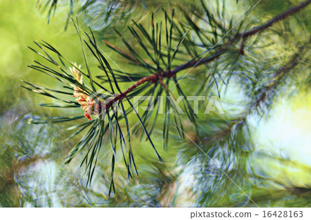 pine needles branch pine needles branch 16428163