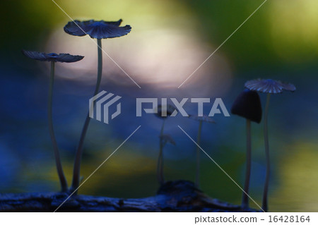 small mushrooms toadstools macro poisonous small mushrooms toadstools macro poisonous 16428164