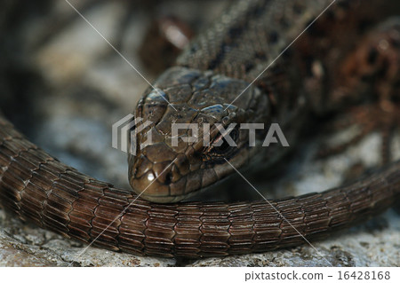 brown lizard on a rock close brown lizard on a rock close 16428168